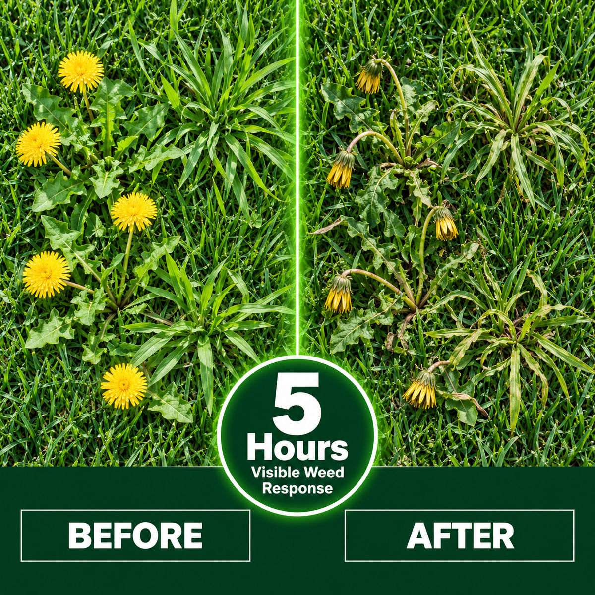 🔥 5-in-1 Weed & Feed | Fast-Acting Dual-Action Granules for Stubborn Lawn Weeds & a Greener-Looking Lawn